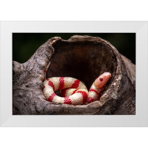 Setiadi, Ajar 14x11 White Modern Wood Framed Museum Art Print Titled - Red And White Snake