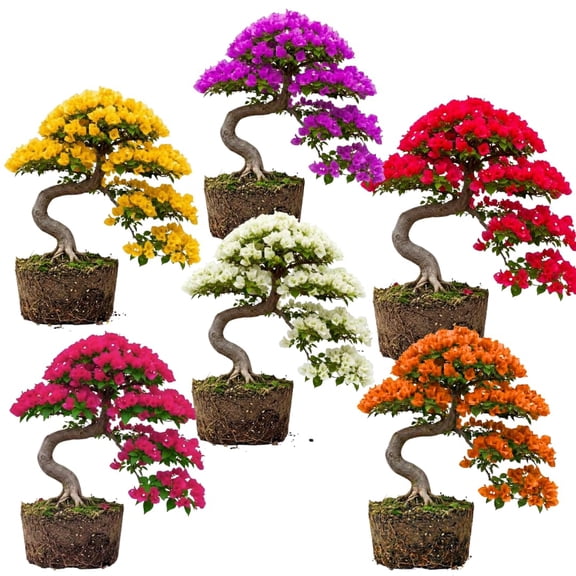 Sets 3 Climbing Bougainvillea Plants Live for Full Sun Trellis Tree, Shrub or Vine Bougainvillea Vibrant Bloom, Very Hardy, 5-9" Tall, Random Single Color