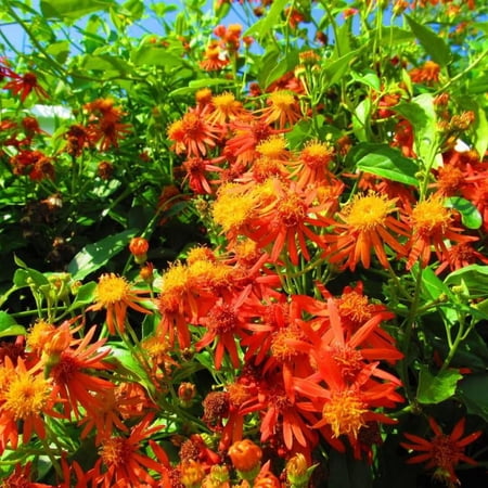 Sets 4 Orange Mexican Flame Plants Live Vine for Outdoor Planting, Starter Size 4-7" in Tall, No Pot, Fast-Growing, Long Bloomer