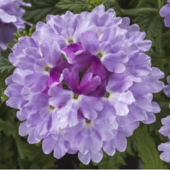 Sets 4 Perennial Verbena Live Plants Ground Cover or Trailing Potted, Light Lavender Bloom, Outdoor Planting Spring