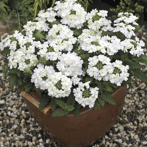 Sets 4 Perennial Verbena Live Plants Ground Cover or Trailing Potted, White Bloom, Outdoor Planting Spring