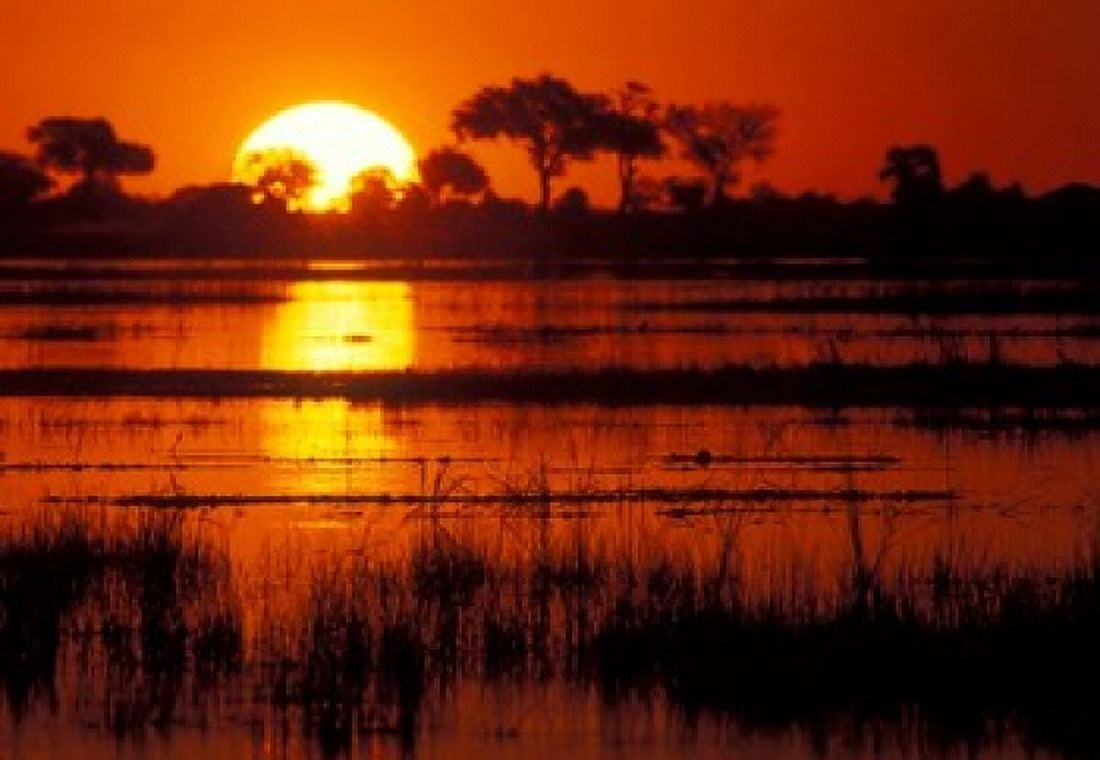 Setting Sun over Lush Banks Chobe National Park Botswana Canvas Art - Paul Souders DanitaDelimont (35 x 24)