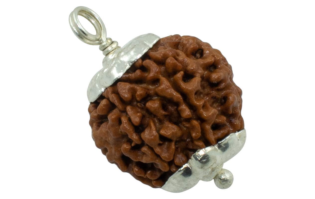 Seven Mukhi Rudraksha bead Original Certified, seven Face Rudraksha Satmukhi Rudraksha By Certifiedx24