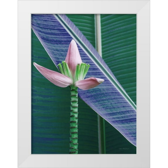 Seven Trees Design 12x14 White Modern Wood Framed Museum Art Print Titled - Banana Flower