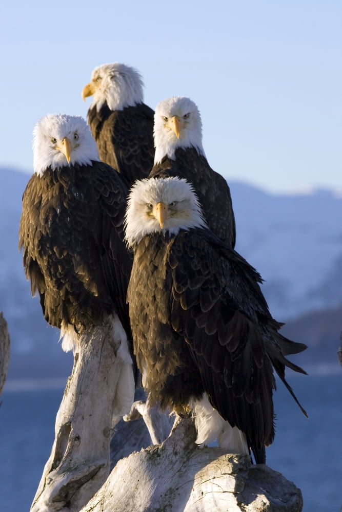Several Adult Bald Ealges Perched On Driftwood On The Shores Of Kachemak Bay On The Homer Spit Alaska Canvas Art - Don Pitcher Design Pics (22 x 34)