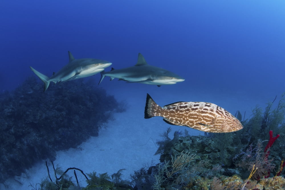 Several Caribbean reef sharks and a goliath grouper Canvas Art - Mathieu MeurStocktrek Images (17 x 12)