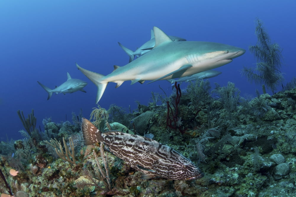 Several Caribbean reef sharks and a goliath grouper Canvas Art - Mathieu MeurStocktrek Images (34 x 23)