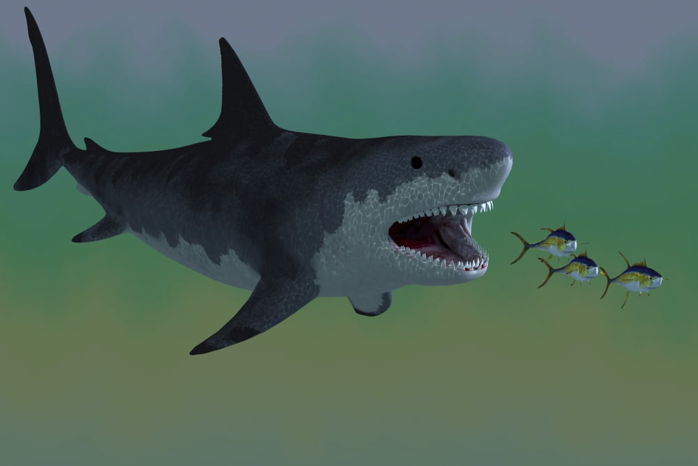 Several Tuna fish try to escape from a huge Megalodon shark Canvas Art - Corey FordStocktrek Images (18 x 12)