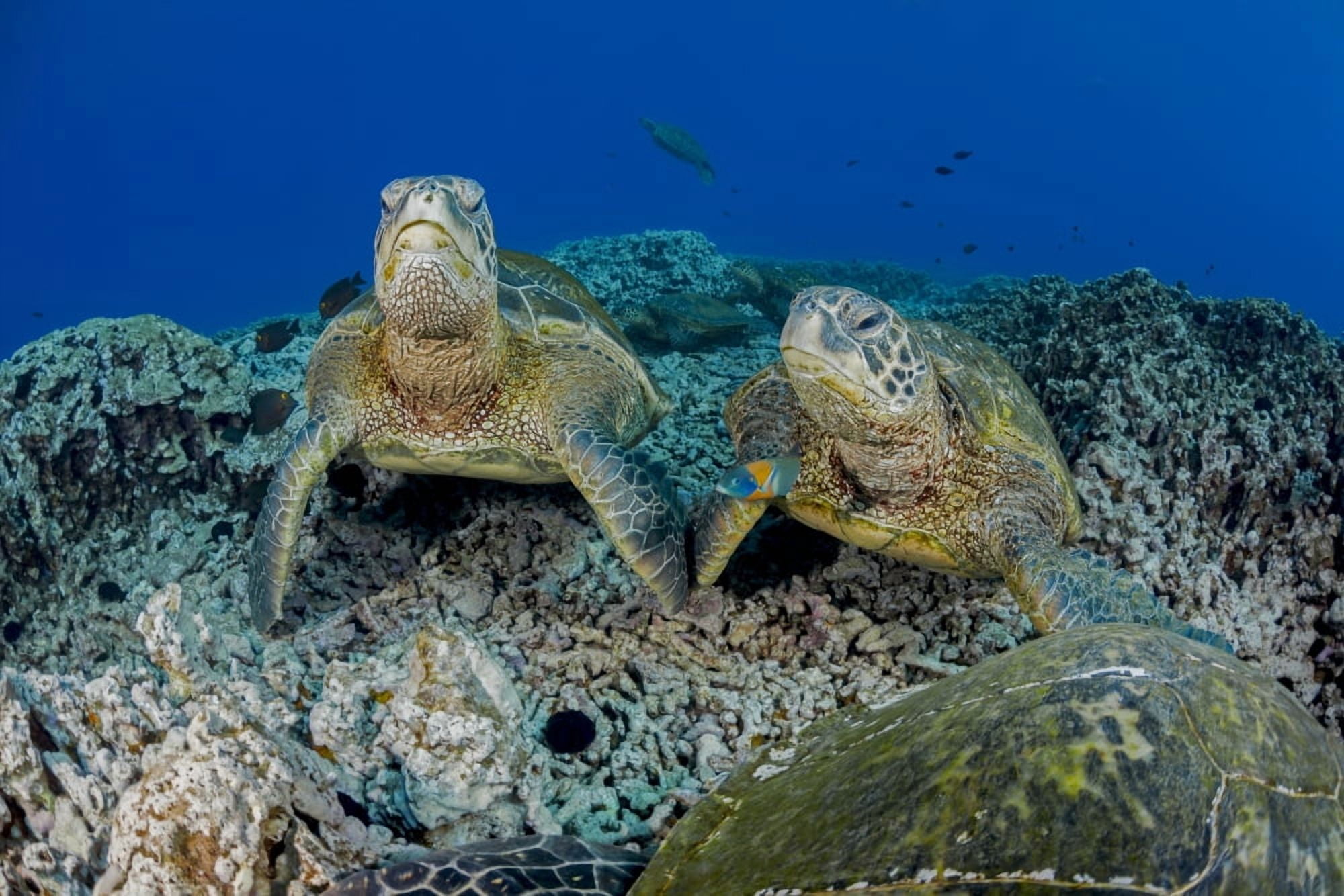 Several green sea turtles (Chelonia mydas) an endangered species gather at a cleaning station off West Maui Maui Hawaii United States of America Canvas Art - Dave Fleetham Design Pics (38 x 24)