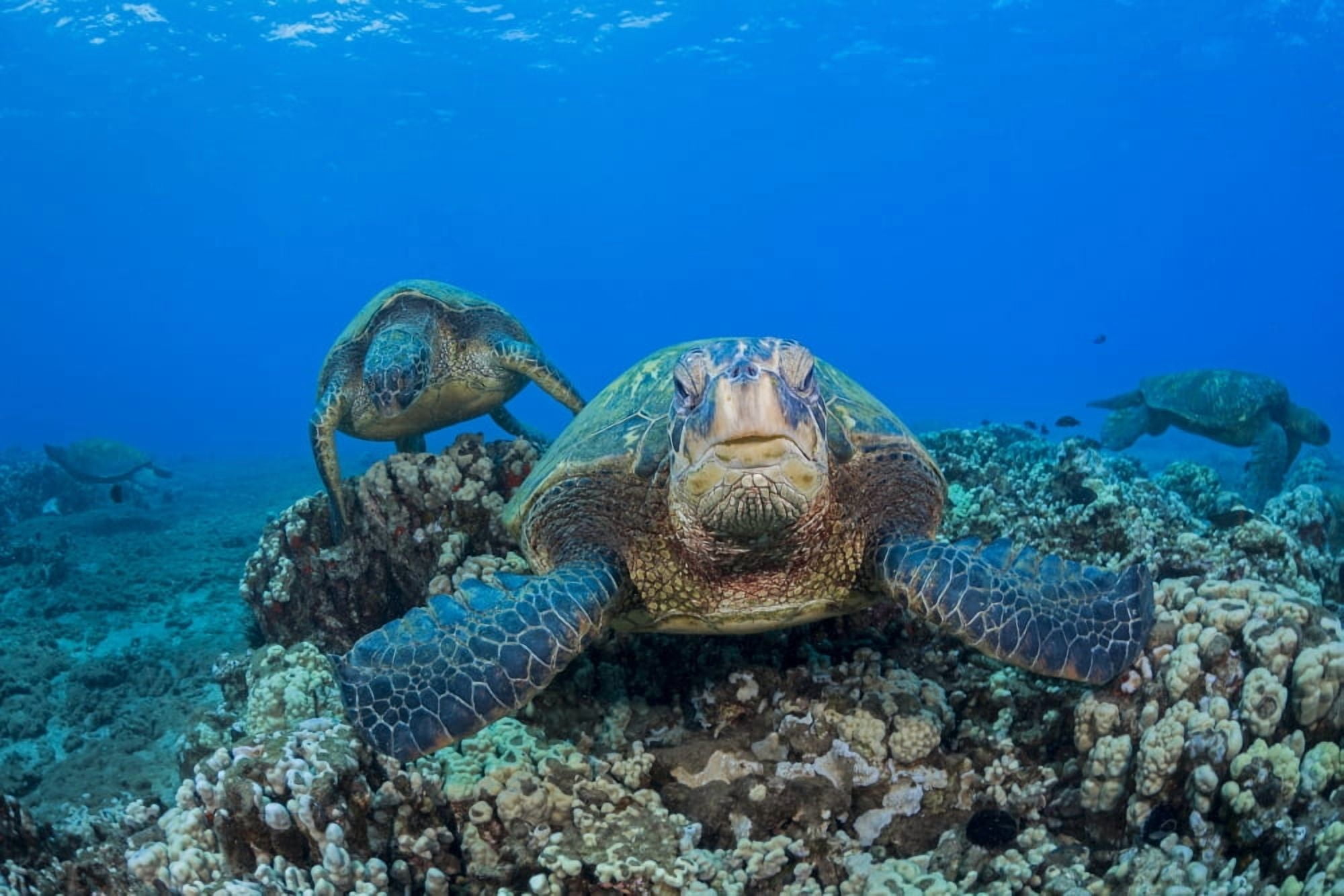 Several green sea turtles (Chelonia mydas) an endangered species gather at a cleaning station off West Maui Maui Hawaii United States of America Canvas Art - Dave Fleetham Design Pics (19 x 12)