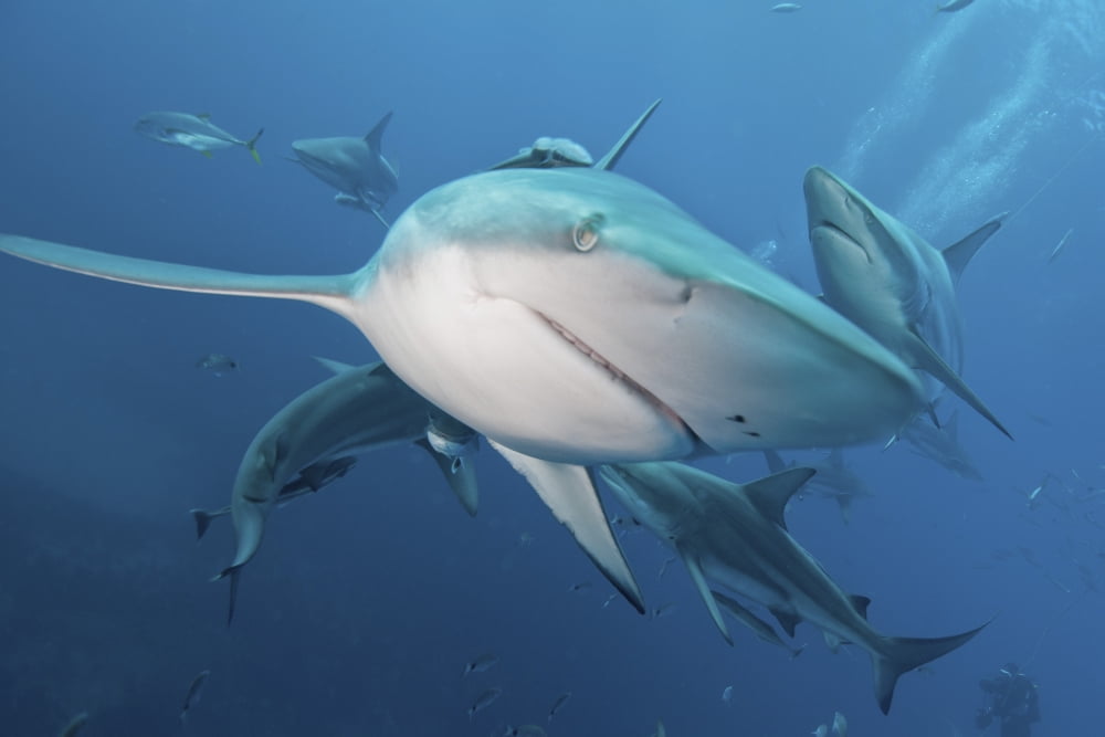 Several oceanic blacktip sharks in the waters of Aliwal Shoal South Africa Canvas Art - Mathieu MeurStocktrek Images (34 x 23)