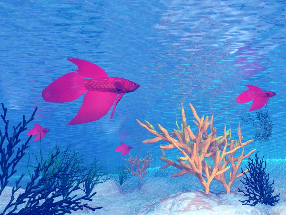 Several red betta fish swimming underwater Canvas Art - Elena DuvernayStocktrek Images (33 x 25)
