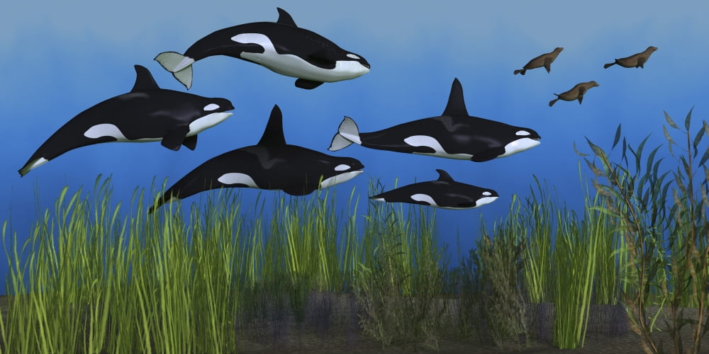 Several seals try to escape from a pod of killer whales Canvas Art - Corey FordStocktrek Images (20 x 10)