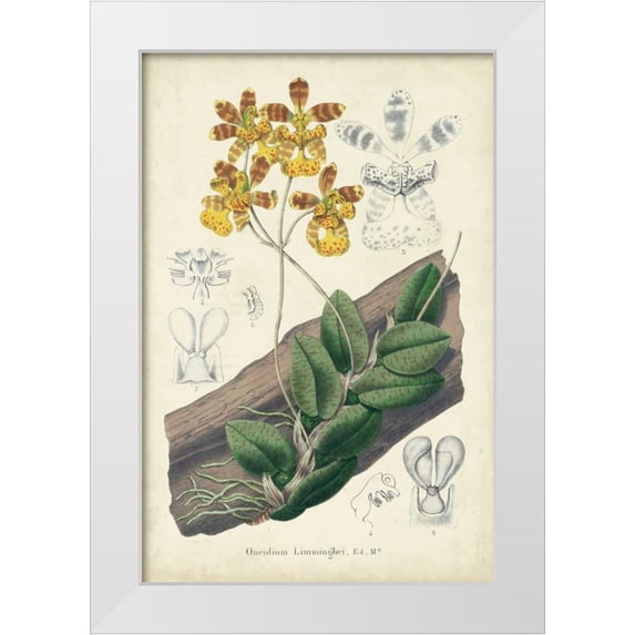 Severeyns, George 11x14 White Modern Wood Framed Museum Art Print Titled - Orchid Delight I