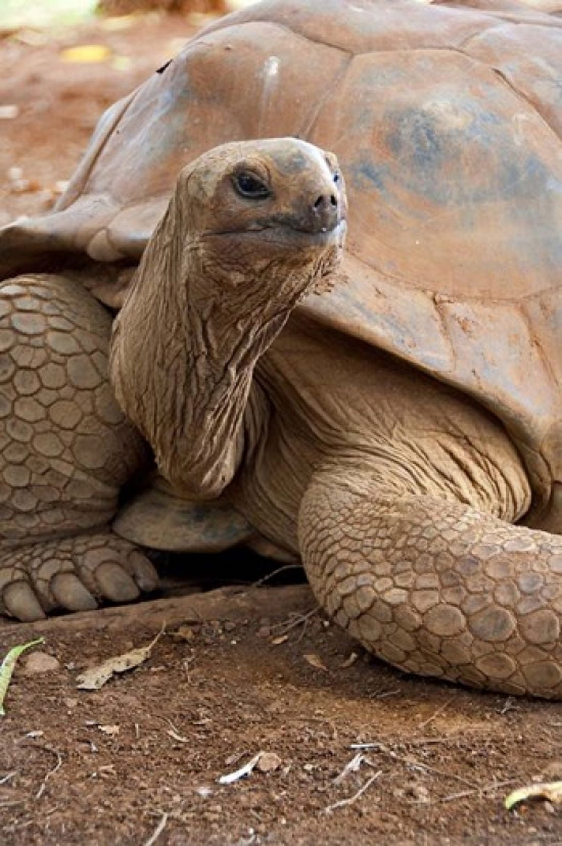 Seychelle Aldabran Land Tortoise Casela Park Mauritius Canvas Art - Cindy Miller Hopkins DanitaDelimont (19 x 29)