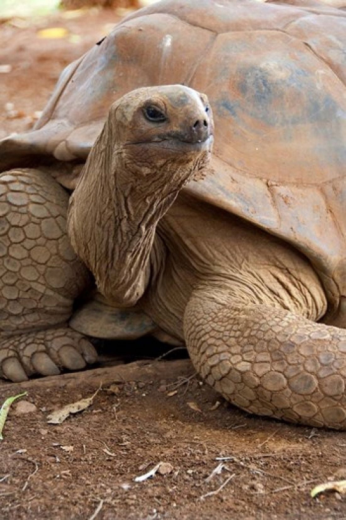 Seychelle Aldabran Land Tortoise Casela Park Mauritius Canvas Art - Cindy Miller Hopkins DanitaDelimont (24 x 36)