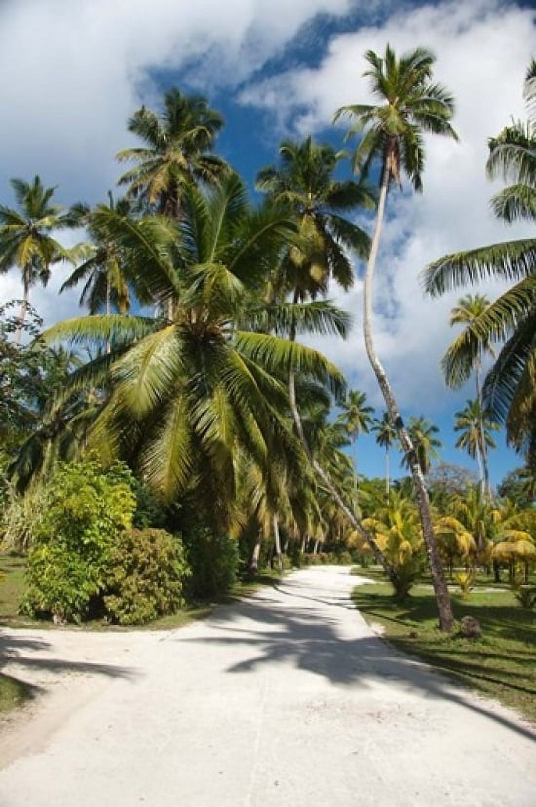 Seychelles La Digue Palm lined country path Canvas Art - Cindy Miller Hopkins DanitaDelimont (11 x 17)