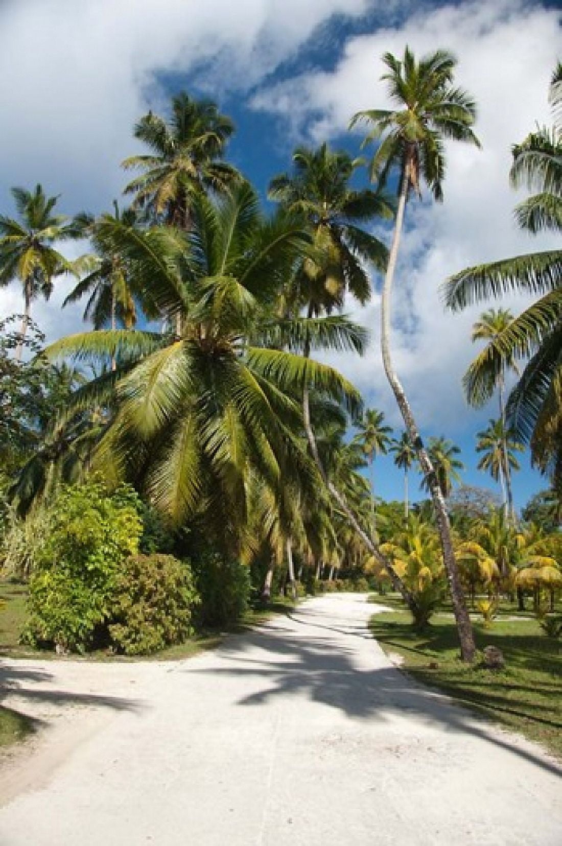 Seychelles La Digue Palm lined country path Canvas Art - Cindy Miller Hopkins DanitaDelimont (23 x 34)