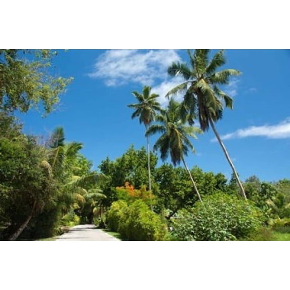 Seychelles, La Digue. Remote island path Poster Print by Cindy Miller Hopkins (17 x 11)