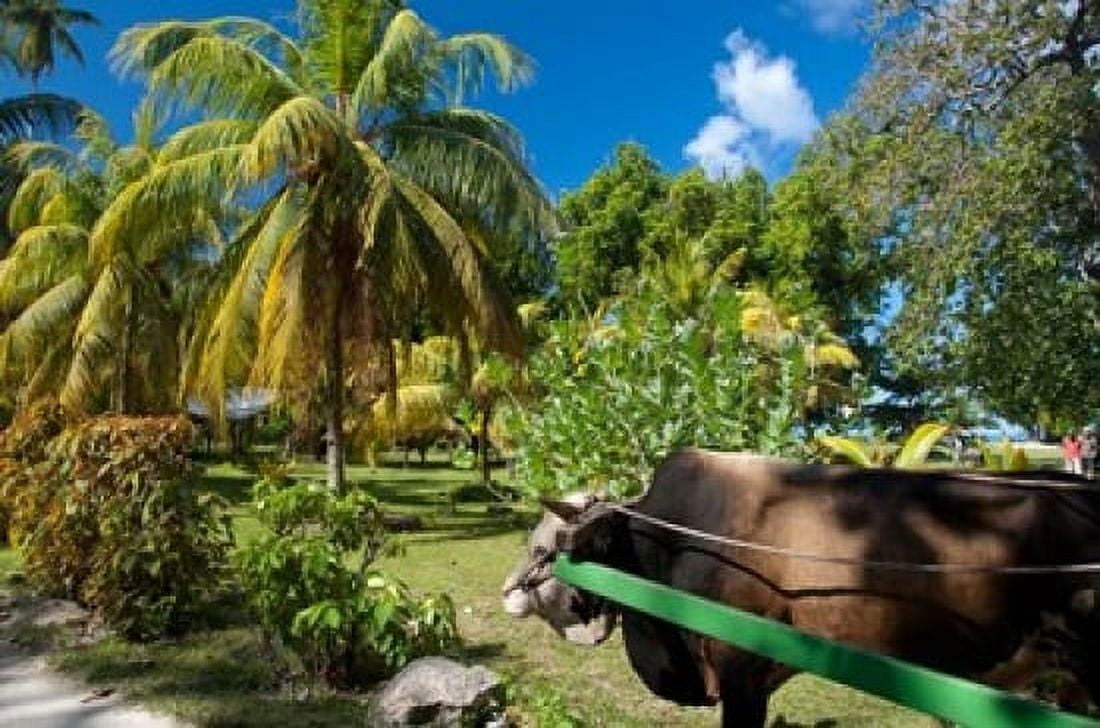 Seychelles La Digue ox-cart transport Canvas Art - Cindy Miller Hopkins DanitaDelimont (34 x 23)