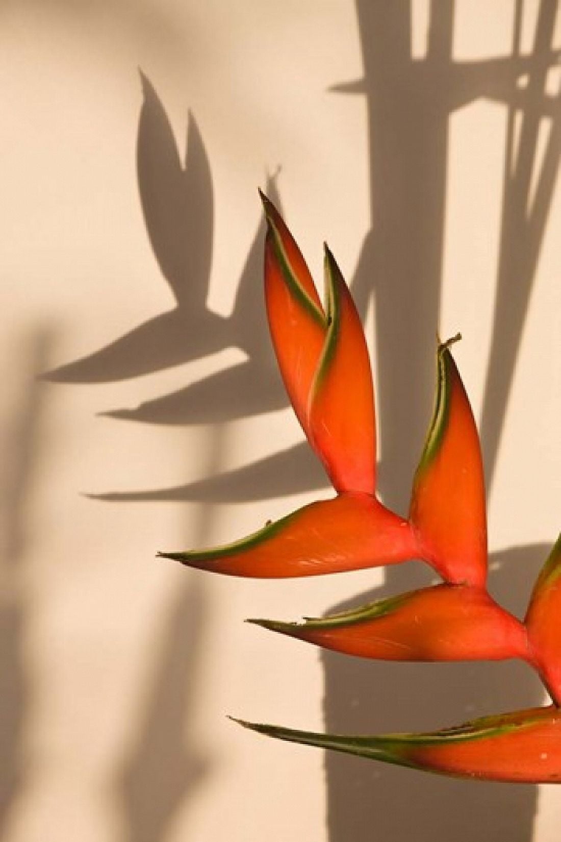 Seychelles Mahe Anse Royale Heliconia flowers Canvas Art - Walter Bibikow DanitaDelimont (25 x 38)