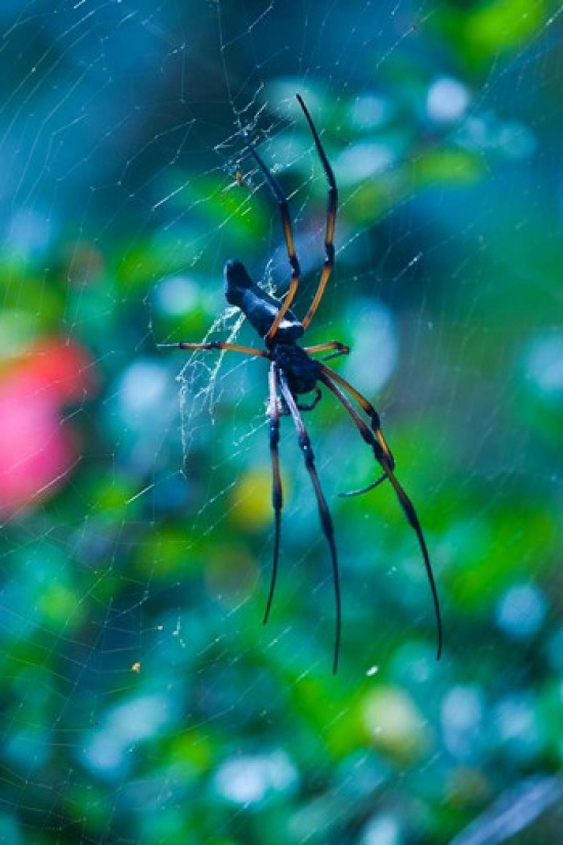 Seychelles Praslin Vallee de Mai NP Palm Spider Canvas Art - Walter Bibikow DanitaDelimont (25 x 38)