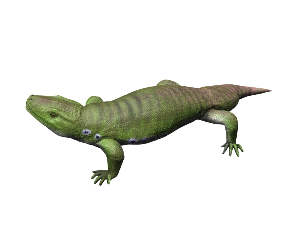 Seymouria is a reptiliomorph from the Early Permian period Canvas Art - Nobumichi TamuraStocktrek Images (17 x 13)