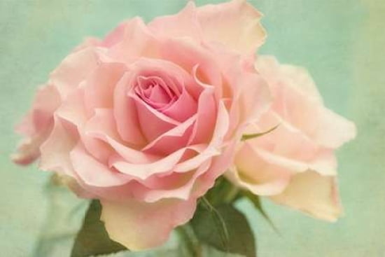 Shabby Chic Rose Canvas Art - Cora Niele (24 x 36)