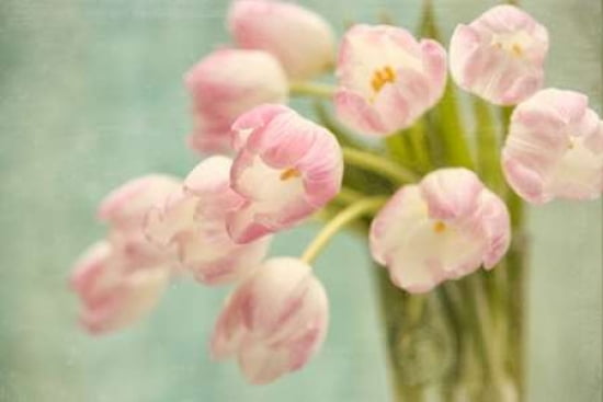 Shabby Chic Tulips Canvas Art - Cora Niele (24 x 36)