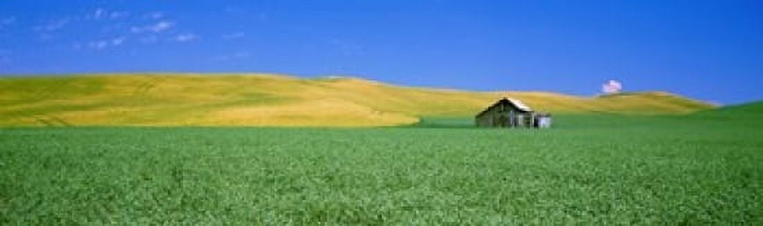 Shack in a field Palouse County Washington State USA Canvas Art - Panoramic Images (15 x 5)