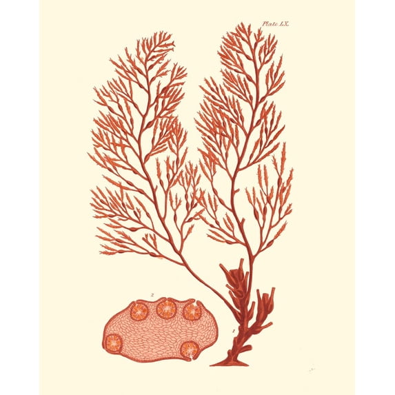 Shades of Coral II Poster Print - Studio Vision (24 x 36) - Walmart.com