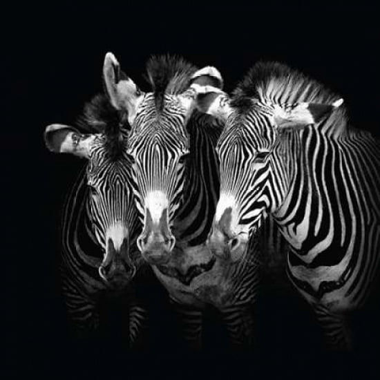 Shades of Grevy Canvas Art - Marina Cano (24 x 24)
