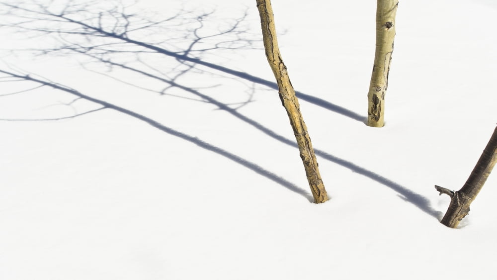 Shadow Of Small Trees On The Snow New Mexico United States of America Canvas Art - David DuChemin Design Pics (20 x 11)