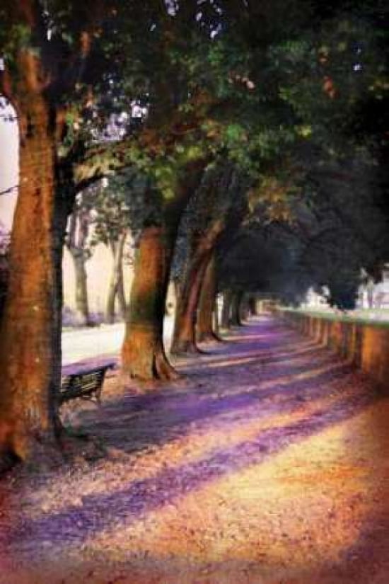 Shadow Trees I Canvas Art - John Warren (24 x 36)