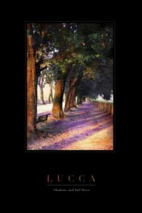 Shadow Trees II Canvas Art - John Warren (24 x 36)