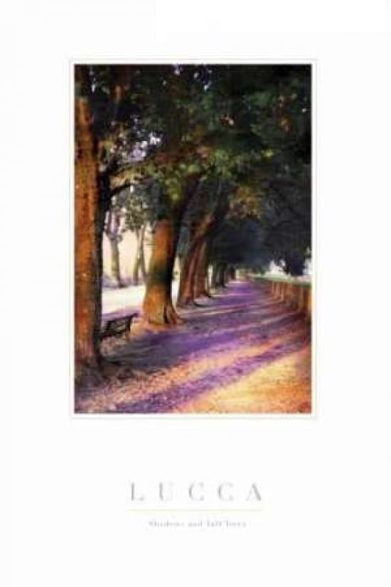 Shadow Trees III Canvas Art - John Warren (24 x 36)