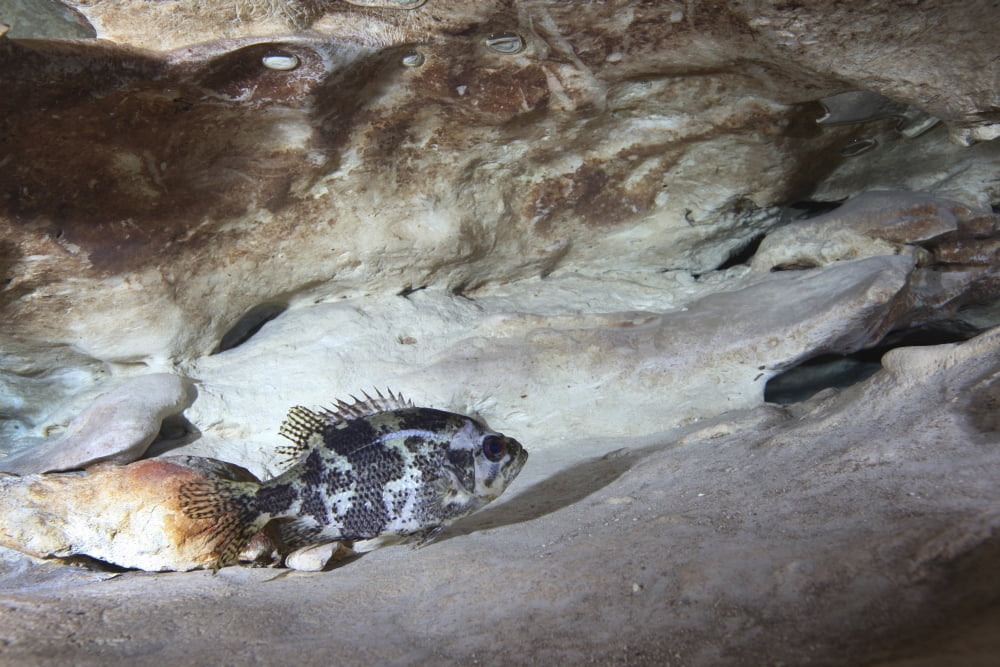 Shadow bass perched on a rock ledge below the Vortex Spring cave Canvas Art - Michael WoodStocktrek Images (35 x 23)