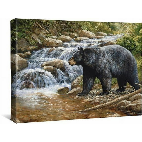 Shadow of the Forest—Black Bear