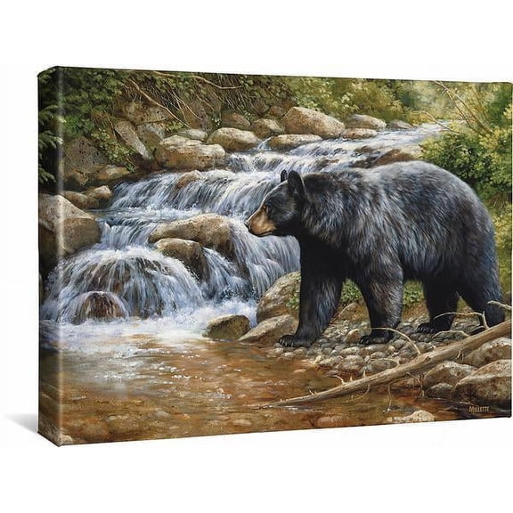 Shadow of the ForestBlack Bear