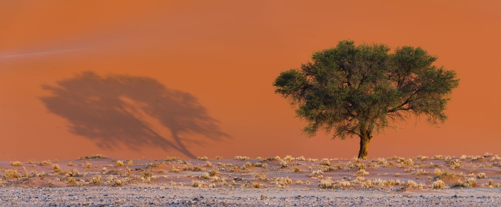 Shadow of tree on sand dune Sossusvlei Namib-Naukluft National Park Namibia Canvas Art - Panoramic Images (27 x 9)