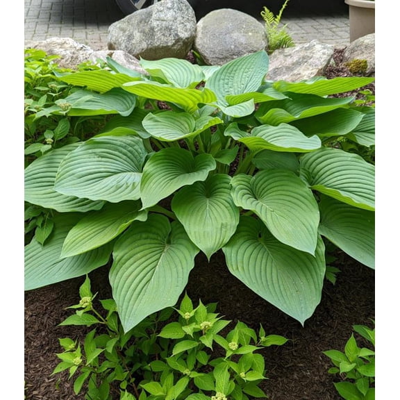Shadowland Empress Wu Hosta