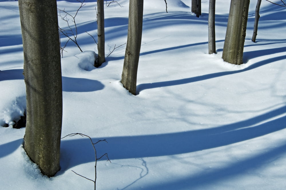 Shadows Of Trees In Winter Killbear Provincial Park Ontario Canvas Art - Mike Grandmaison Design Pics (36 x 24)