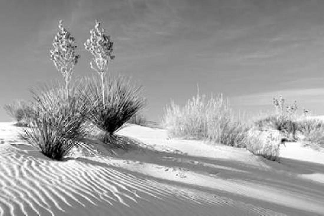 Shadows in the Sand II Canvas Art - Douglas Taylor (12 x 18)