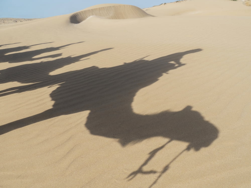 Shadows of camels and tourists on a beach trek on the sand Essaourira Morocco Canvas Art - Charles Bowman Design Pics (18 x 13)