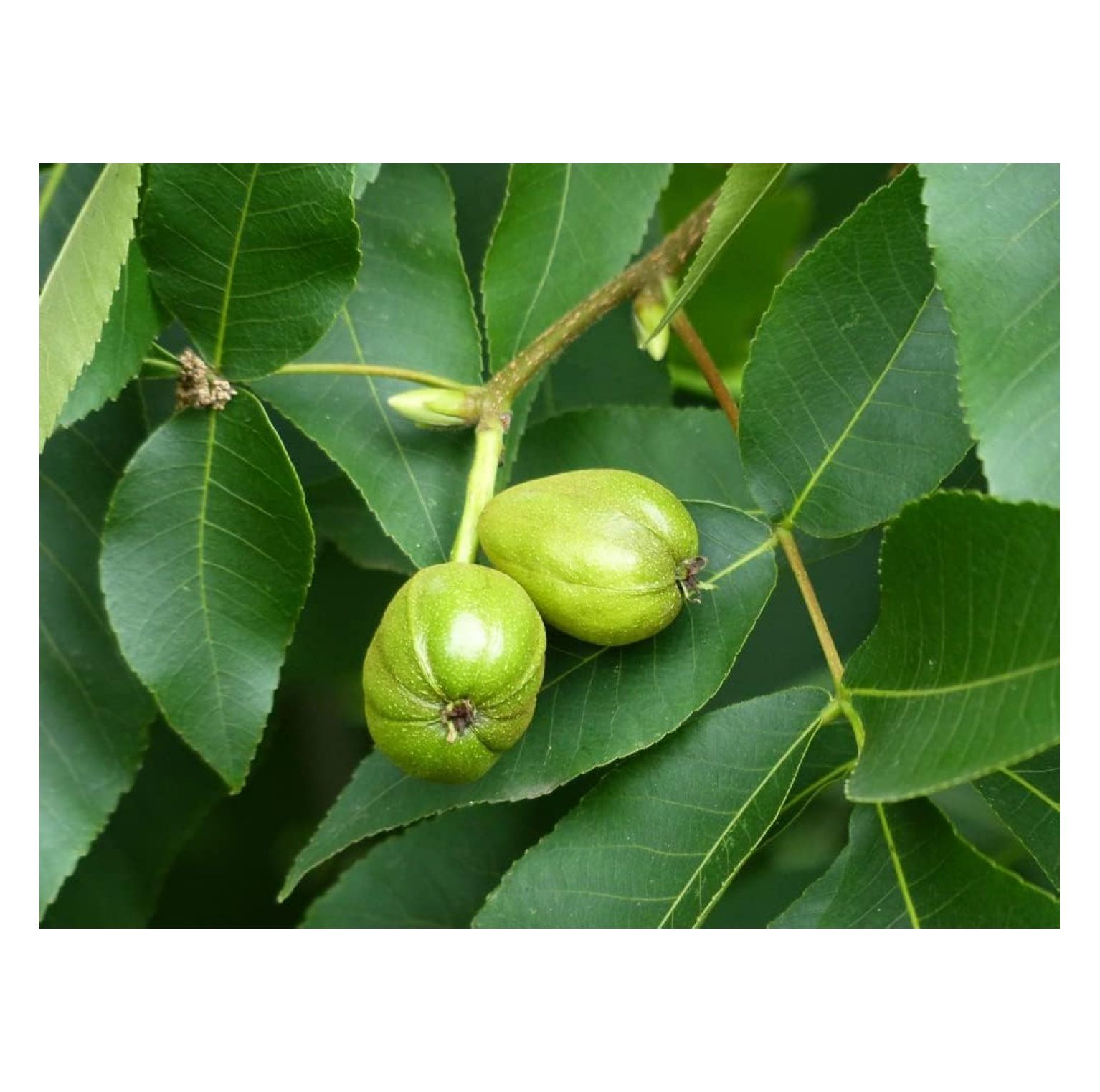 Shag Hickory Tree Seeds Edible Fruit and Attractive That Falls Off