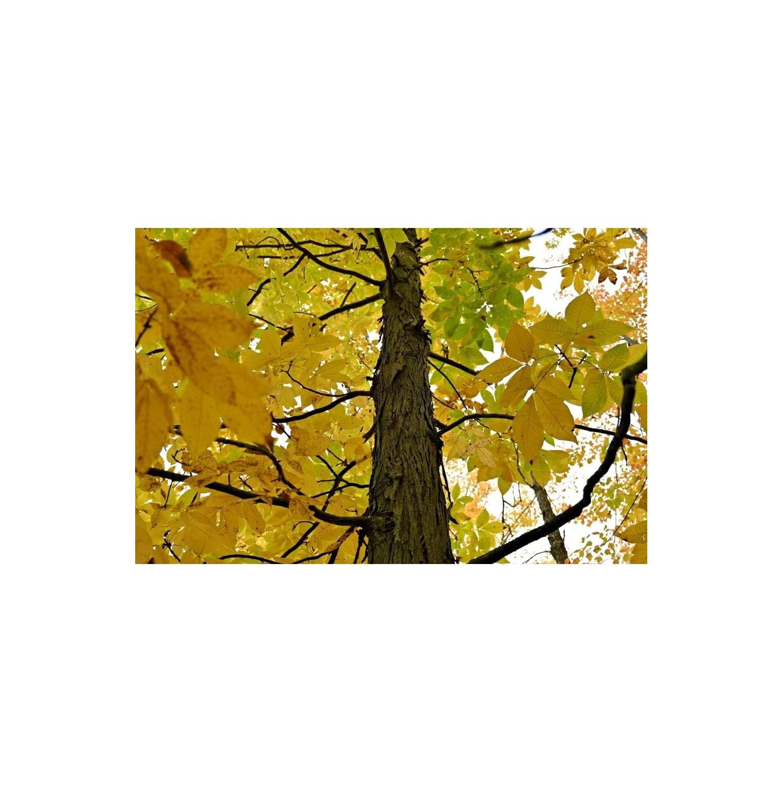 Shagbark Hickory Tree Seedlings 23 Feet Tall (2 Trees)