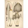 thumbnail image 1 of Shaggy Ink Cap And Common Ink Cap Mushroom Poster Print By ® Florilegius Mary Evans (24 X 36), 1 of 3