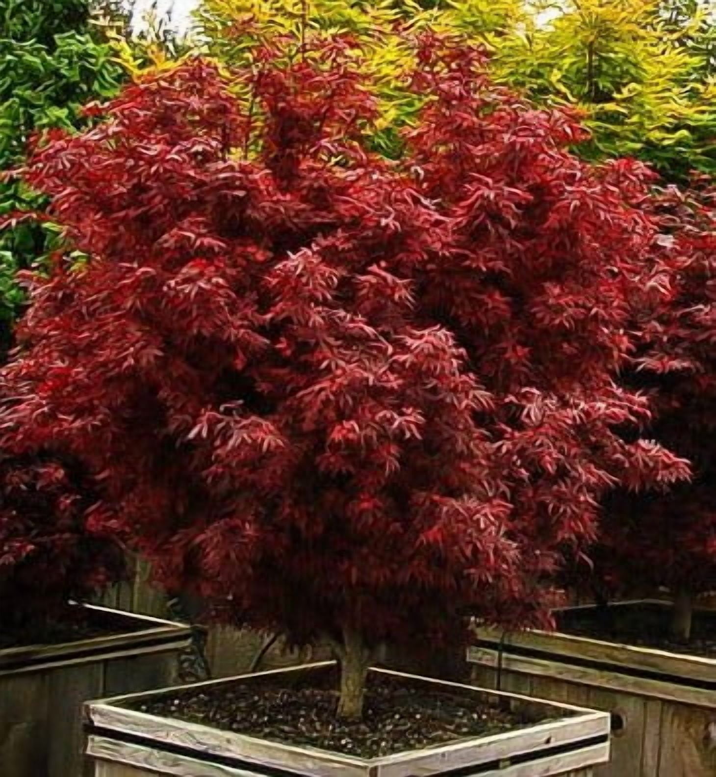 Shaina Dwarf Japanese Maple - Live Plant - ( 2.5 QT )