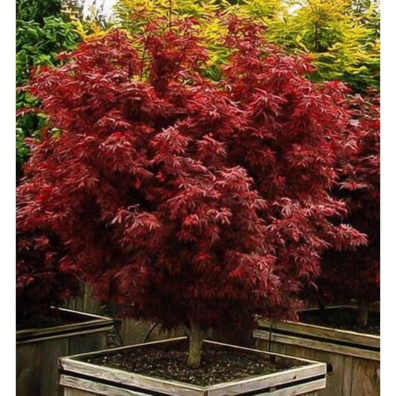 Shaina Dwarf Japanese Maple - Live Plant - ( 2.5 QT )