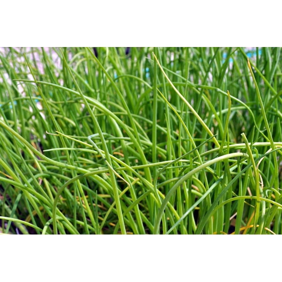 Shallot Plant - Mild Onion Flavor - 3" Pot